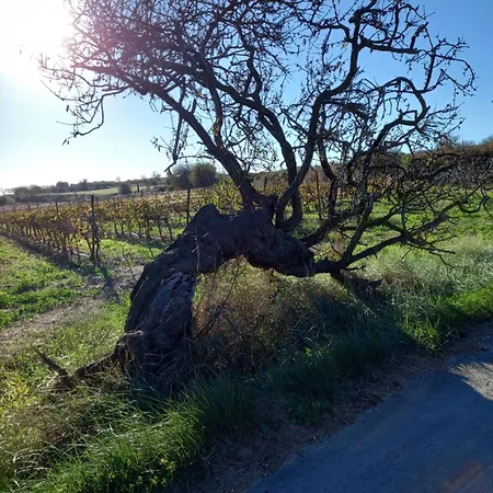 I Languedoc. Апартаменты