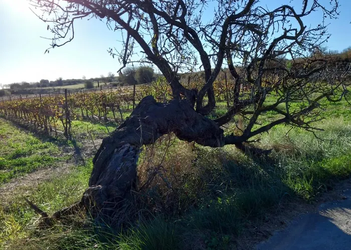I Languedoc. Διαμέρισμα